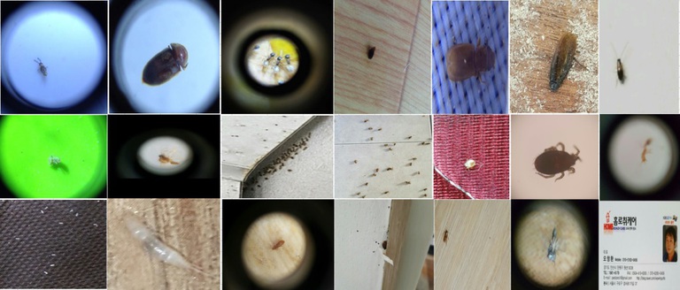 각종 해충 사진 모음(기타해충)