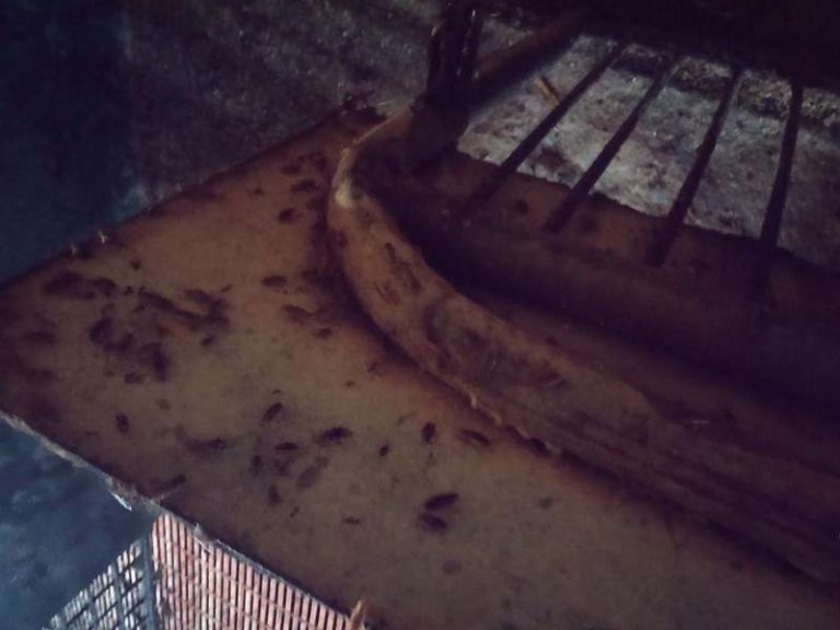 돼지 농장 바퀴벌레 퇴치 의뢰