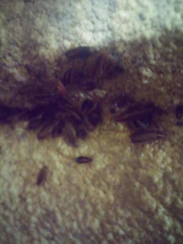 돼지 농장 천정 바퀴벌레 시공 사례