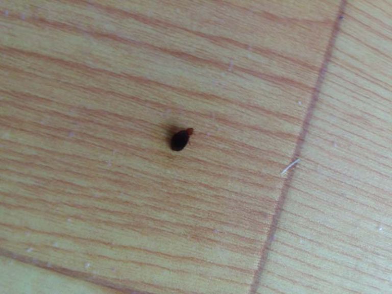 가정집 빈대 시공 의뢰