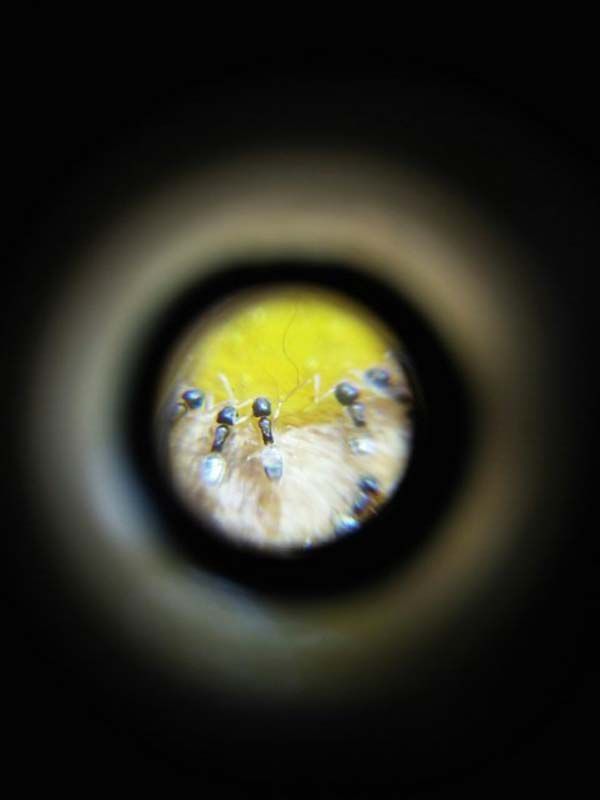 독먹이 진행 사항