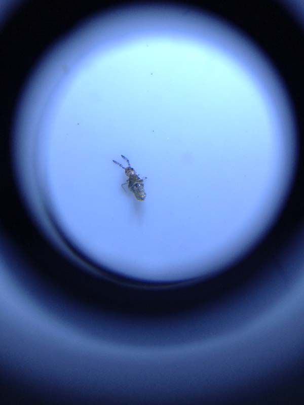 톡톡이 퇴치의뢰