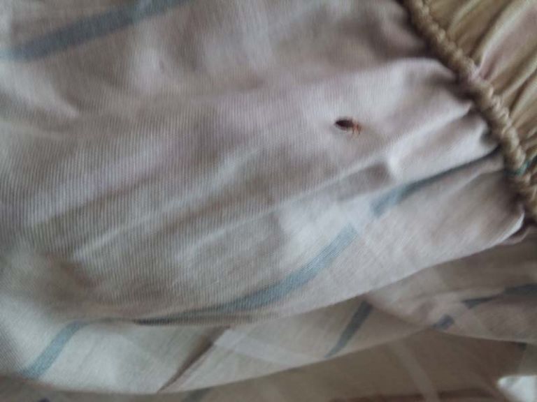 먼지다듬이 연막 시공