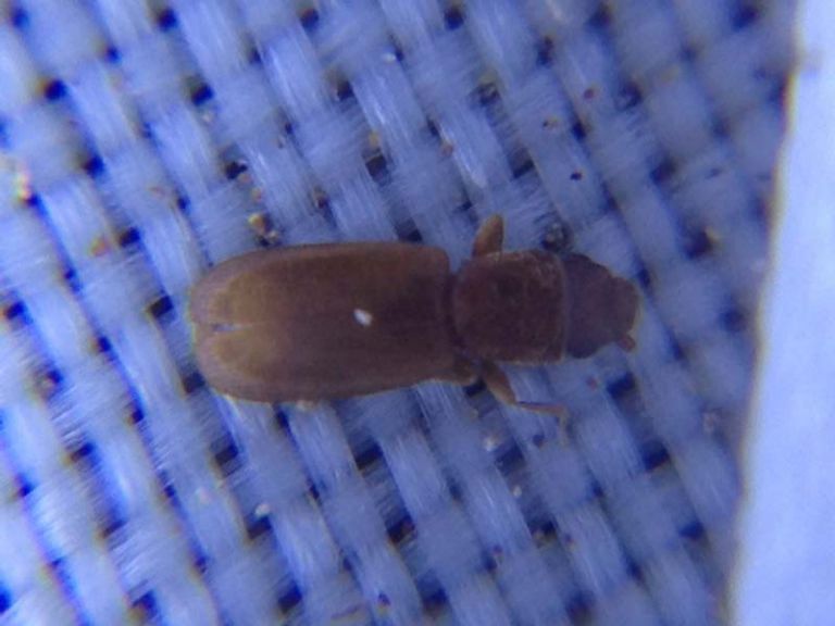 딱정벌레 퇴치 의뢰