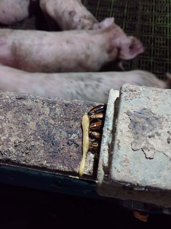 돼지농장 바퀴벌레 시공 사례