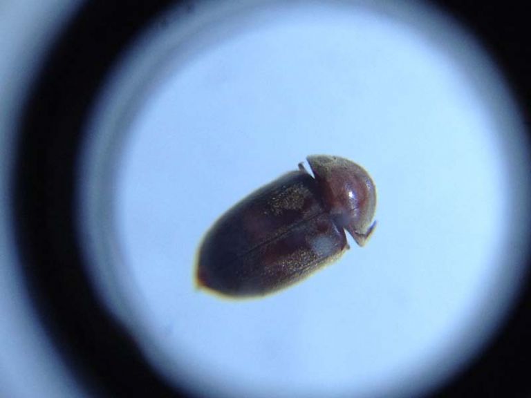 애수시렁이 퇴치 의뢰